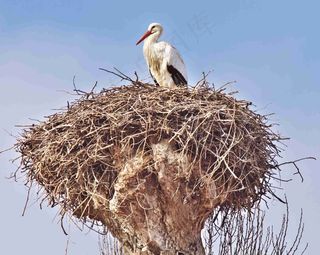 鹳，Storchennest，鸟，动物，鹳，鸟，巢