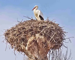 鹳，Storchennest，鸟，动物，鹳，鸟，巢