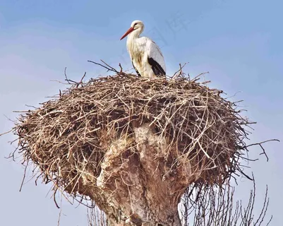 鹳,Storchennest,鸟,动物,鹳,鸟,巢 鹳,Storchennest,鸟,动物,鹳,鸟,巢