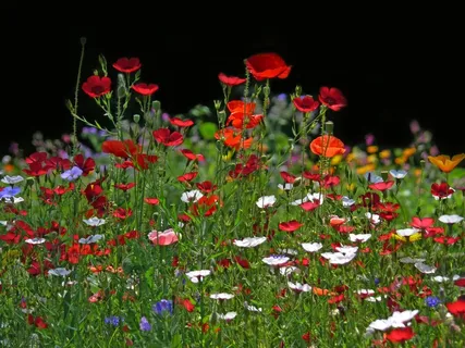 花草甸,鲜花,草地,背光,春天 花草甸,鲜花,草地,背光,春天