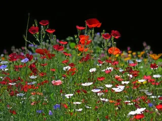 花草甸，鲜花，草地，背光，春天