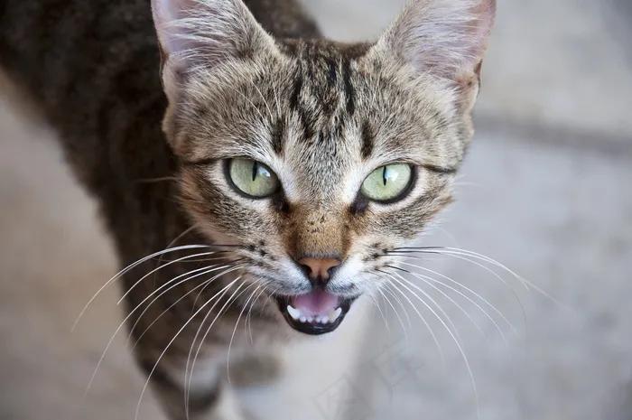 猫，昂贵，希腊猫，希腊，野猫，旅行