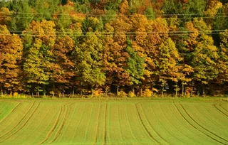 秋，秋天的森林，树木，秋叶