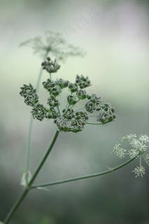 牛欧芹,野生山罗卜,野生喙欧芹,凯克 牛欧芹,野生山罗卜,野生喙欧芹,凯克