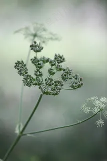 牛欧芹,野生山罗卜,野生喙欧芹,凯克 牛欧芹,野生山罗卜,野生喙欧芹,凯克