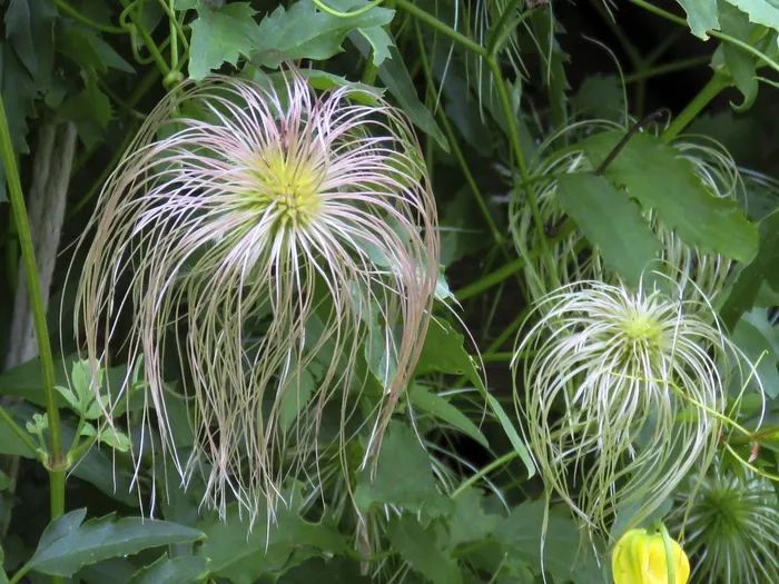 枯萎，金色铁线莲，黄色，花，特写