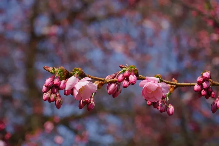 日本樱花树，鲜花，粉红色，道路，芽