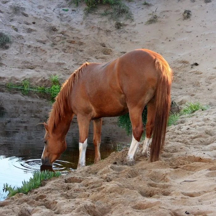 伊犁马,小狗,鸟类,蒙古马,蘑菇,lur