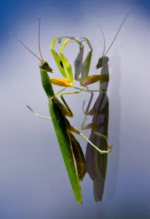 螳螂,螳螂,螳螂,昆虫,大,绿色 螳螂,螳螂,螳螂,昆虫,大,绿色