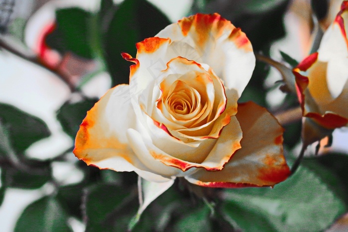 玫瑰，黄色，花，花瓣，开花，白