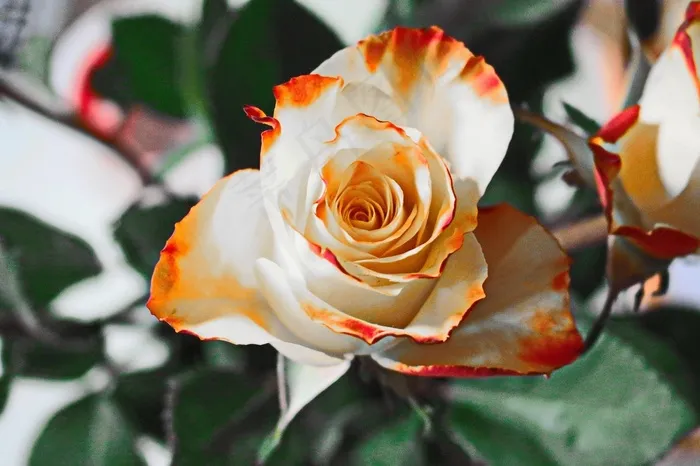 玫瑰，黄色，花，花瓣，开花，白