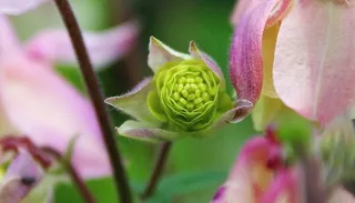 芽，花，Orlik，寻常型，Aquilegia，L，花园