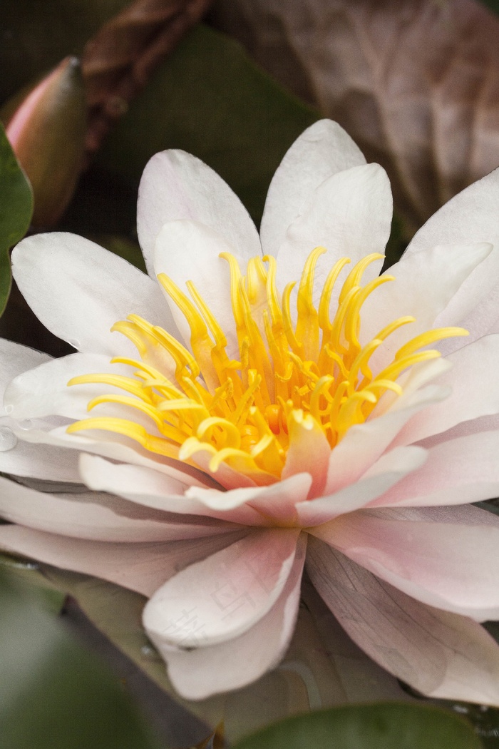 睡莲，睡莲，玫瑰湖，水生植物