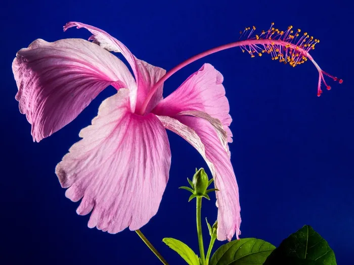 芙蓉花，开花，花，粉红色，棉花糖