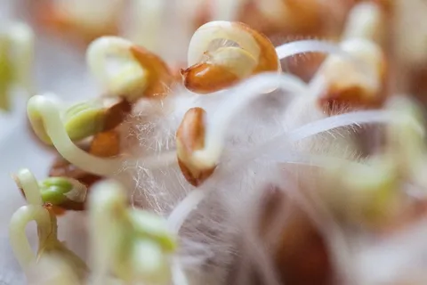 水芹，幼苗，植物，发育中的胚芽，胚芽