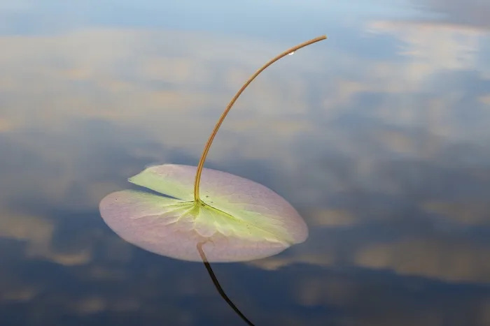 百合垫，Bwca，边界水域独木舟区，湖，莉莉