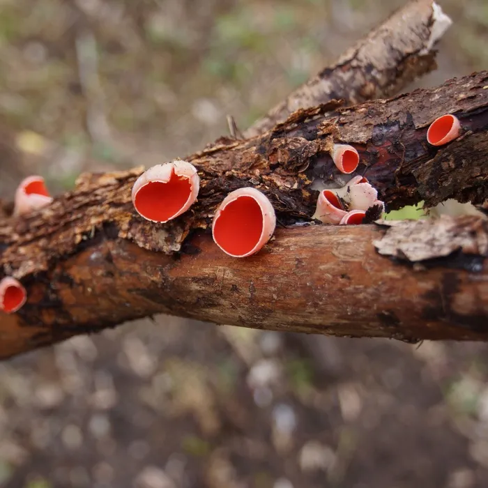 蘑菇，普纳玛雅卡斯，奥地利Sarcoscypha