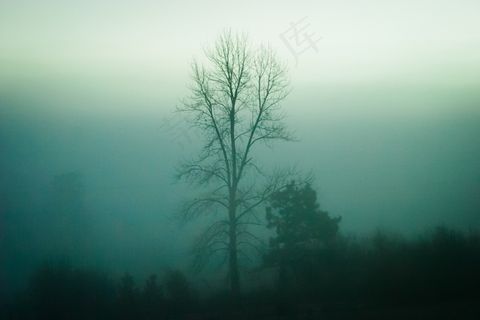 树木，自然，雾，阴霾