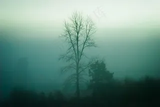 树木，自然，雾，阴霾