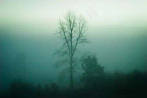 树木,自然,雾,阴霾 树木,自然,雾,阴霾