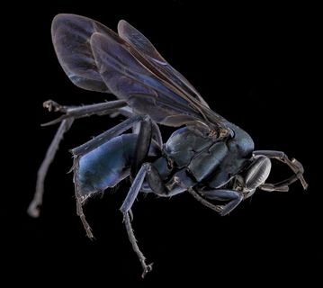 蜘蛛黄蜂，昆虫，宏，安装，野生动物，自然