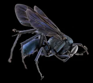 蜘蛛黄蜂，昆虫，宏，安装，野生动物，自然