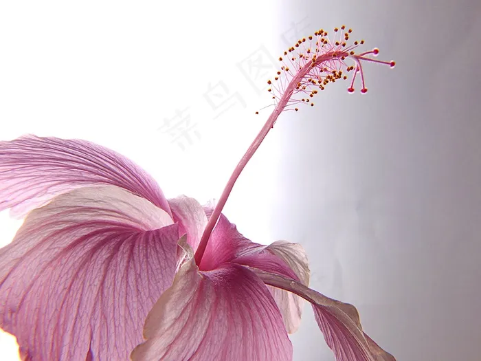 芙蓉花，开花，花，粉红色，棉花糖