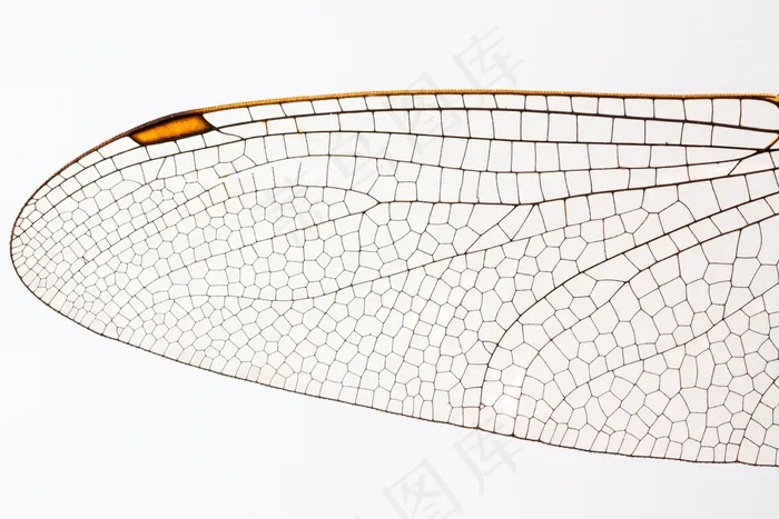 蜻蜓，昆虫，动物，翅膀，甲壳质，闪亮，橙色