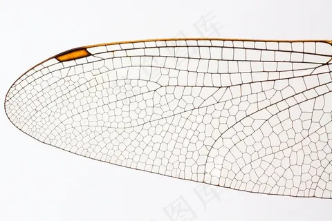 蜻蜓，昆虫，动物，翅膀，甲壳质，闪亮，橙色