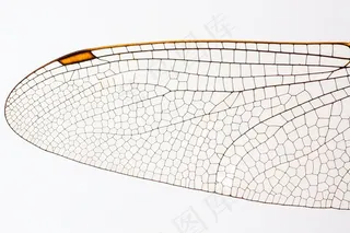 蜻蜓，昆虫，动物，翅膀，甲壳质，闪亮，橙色