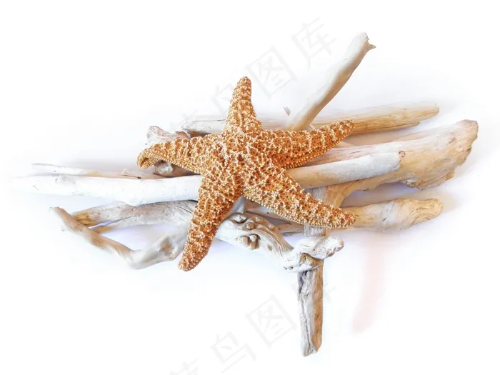 海星，干，浮木，装饰，海洋