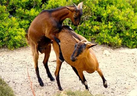 山羊，动物，生物，棕色，野生动物摄影