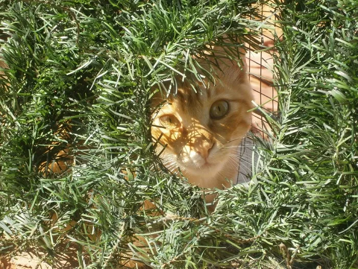 猫，动物，宠物，内部，动物收容所，隐藏
