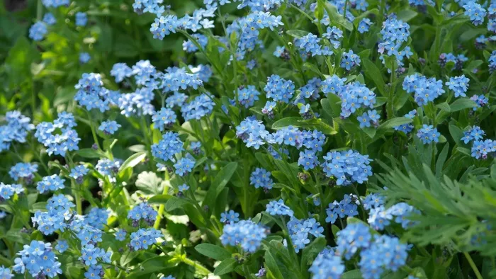 勿忘我，花，草地，野花，开花
