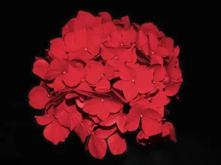 绣球，开花，花，园林植物，红色