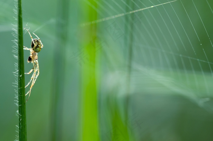 秋季蜘蛛，梅特利纳·斯吉塔塔塔，女性，自然