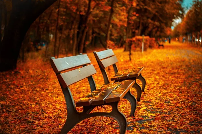 autumn condition,枫树,银杏,座椅,自行车,初始森林树木路径
