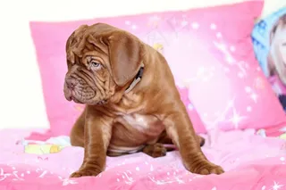 狗，大，Dogue De Bordeaux，Dog De Bordeaux