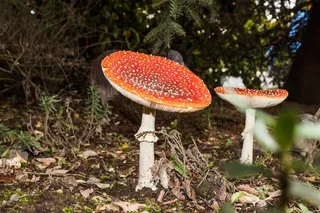 蛤gar蘑菇，蘑菇，礼物，红蛤gar蘑菇