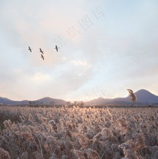 鸟，天空，自然，蓝色，白色，剪影，空气，飞