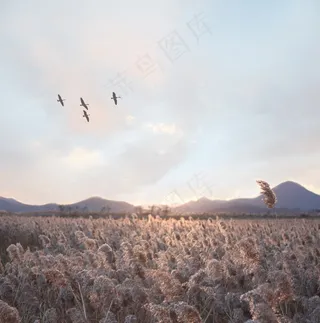 鸟，天空，自然，蓝色，白色，剪影，空气，飞