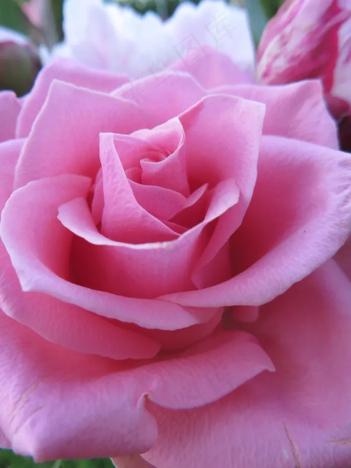 玫瑰，开花，花，粉红色，自然