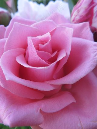 玫瑰，开花，花，粉红色，自然