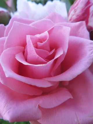 玫瑰，开花，花，粉红色，自然