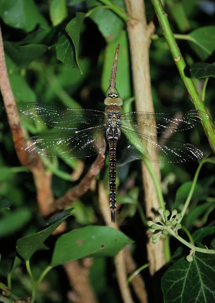 蜻蜓，Aeshna Mixta，翅膀，昆虫，宏，野生动物