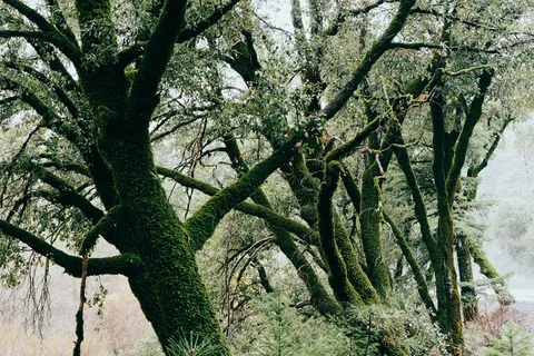 树,古榕,独木成林,柏抱槐,古榕树,树木苔藓