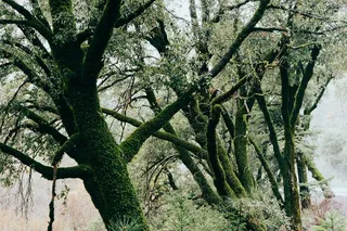 树,古榕,独木成林,柏抱槐,古榕树,树木苔藓