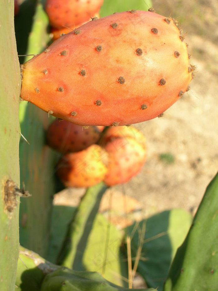 仙人掌，植物，棘手，刺梨，水果，烹饪