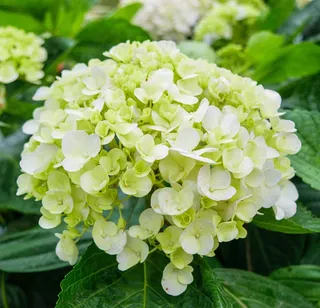 绣球，花园，广场，叶子，绿色，秋季