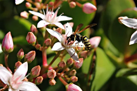黄蜂,花,昆虫,植物群,性质,花蜜,食品 黄蜂,花,昆虫,植物群,性质,花蜜,食品